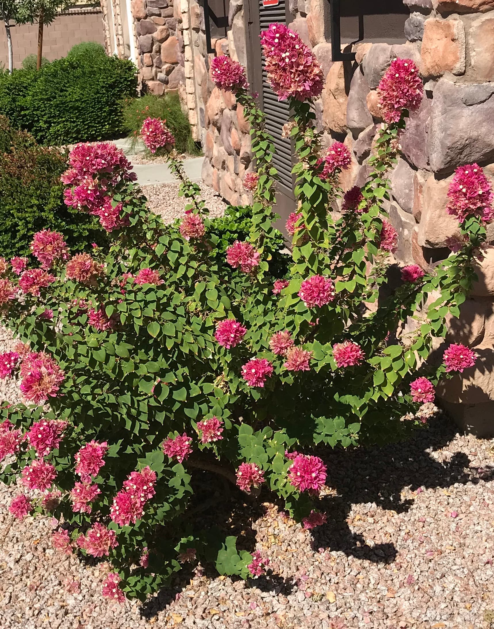 Arizona Plants