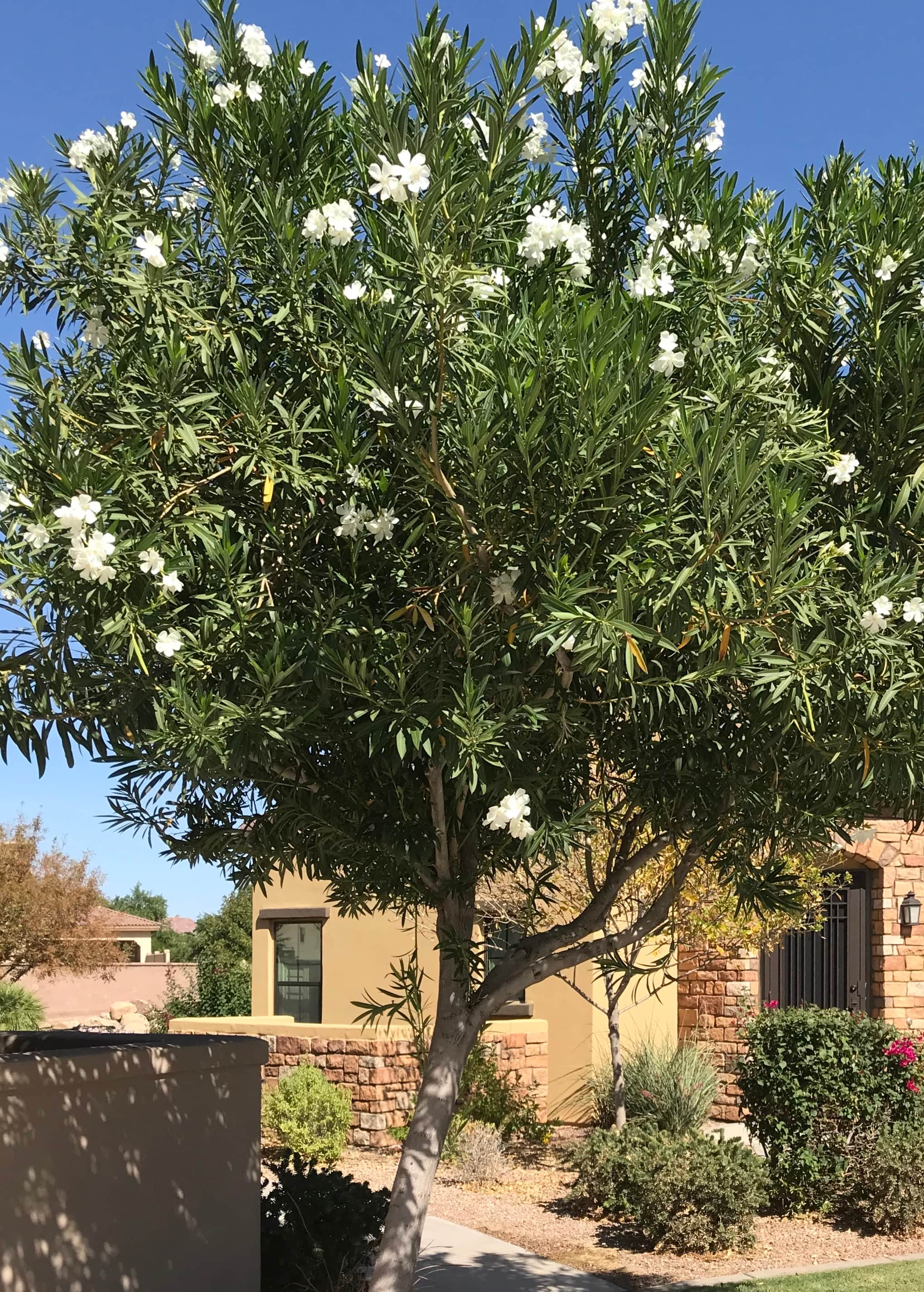 Arizona Plants