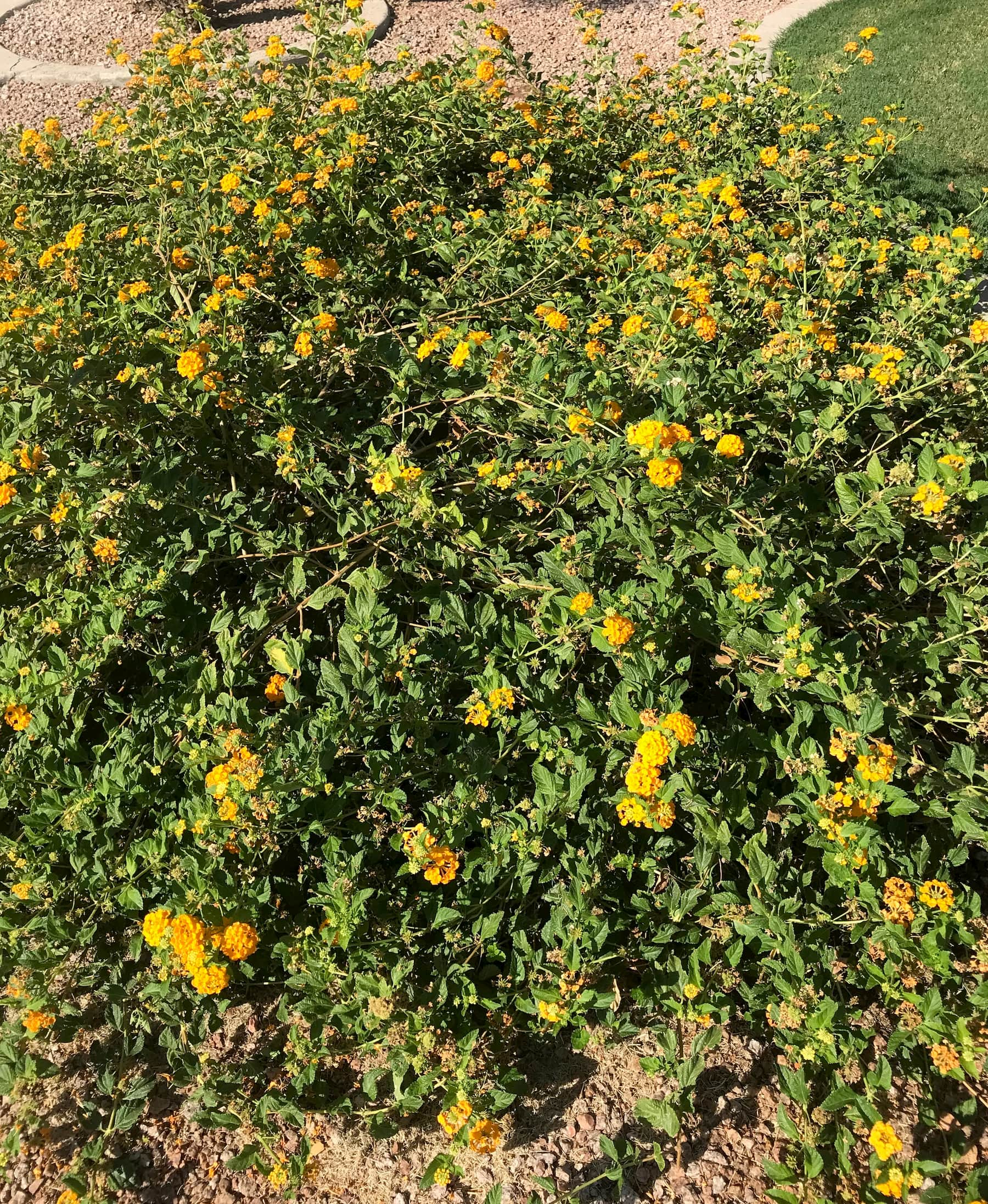 Arizona Plants